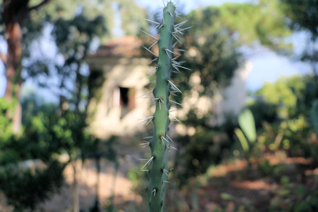 Case Di Berto Capo Vaticano Buitenkant foto